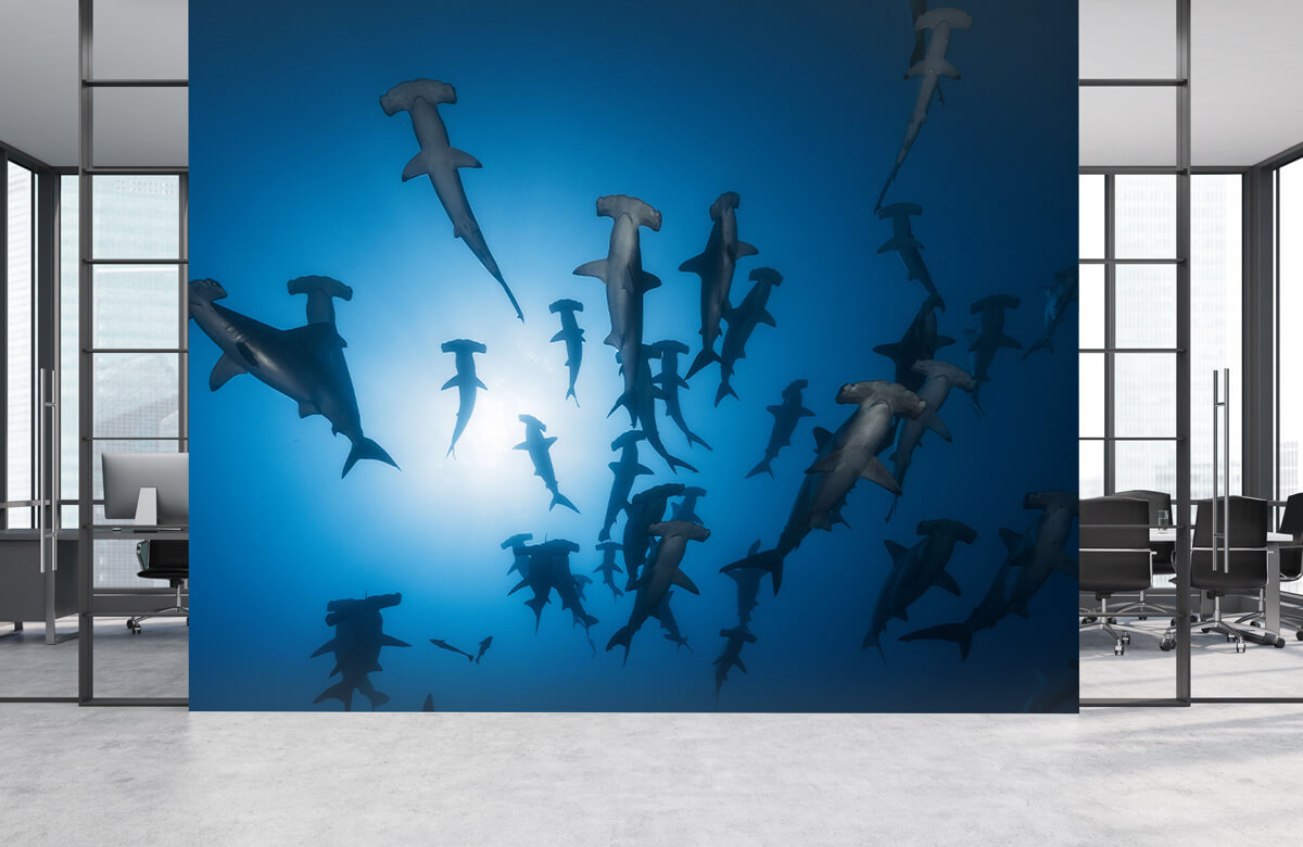  Hammerhead Shark - Underwater Photography 7