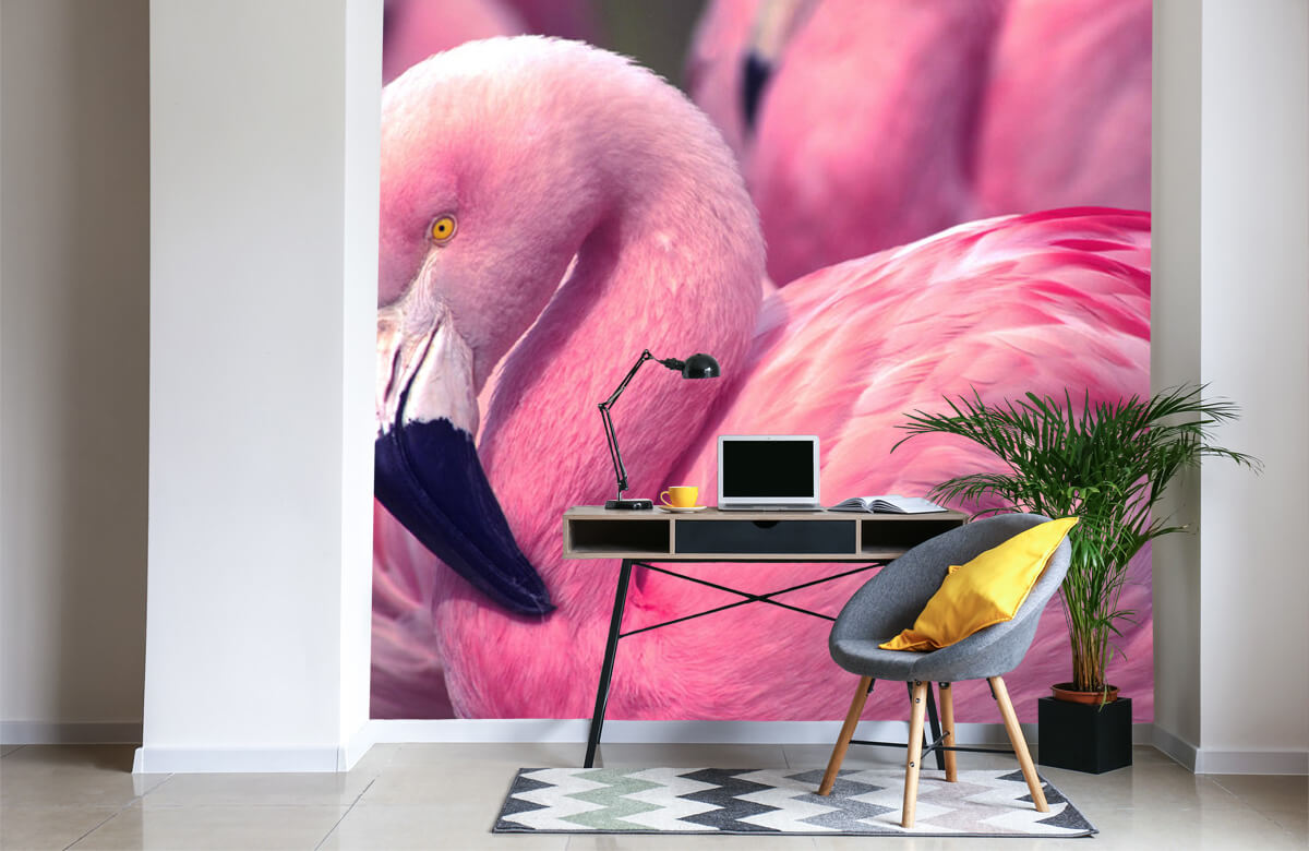 wallpaper Close-up Flamingo 5