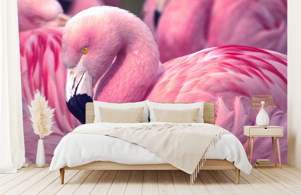 wallpaper Close-up Flamingo 3