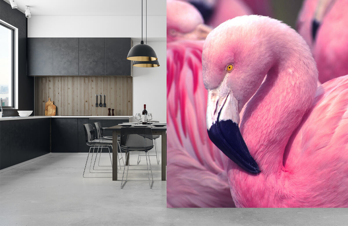 wallpaper Close-up Flamingo 8
