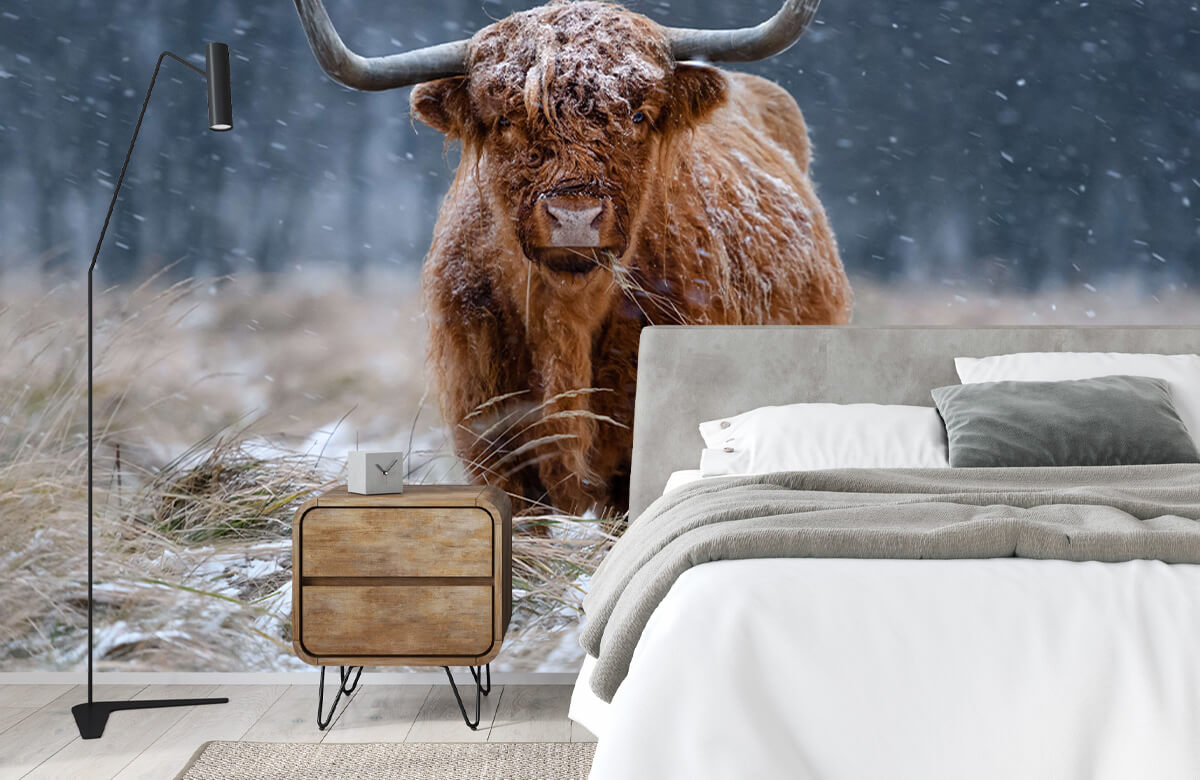 wallpaper Snowy Highland cow 3