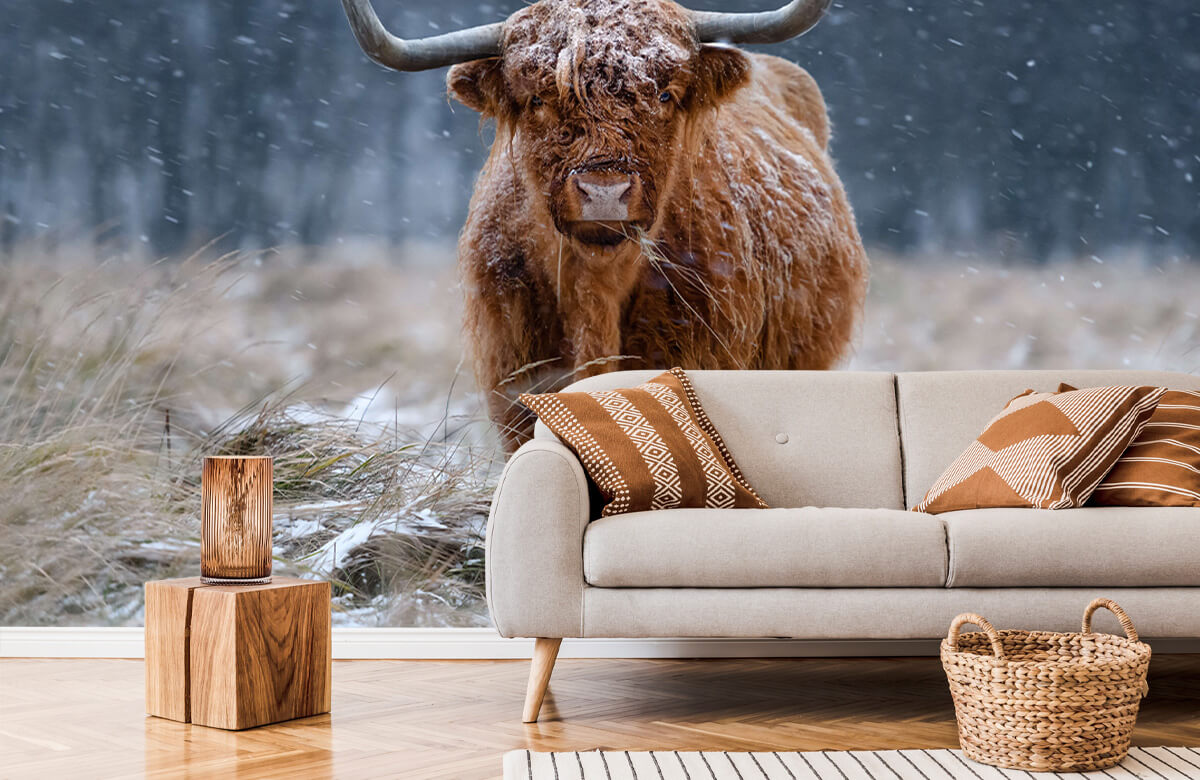 wallpaper Snowy Highland cow 6