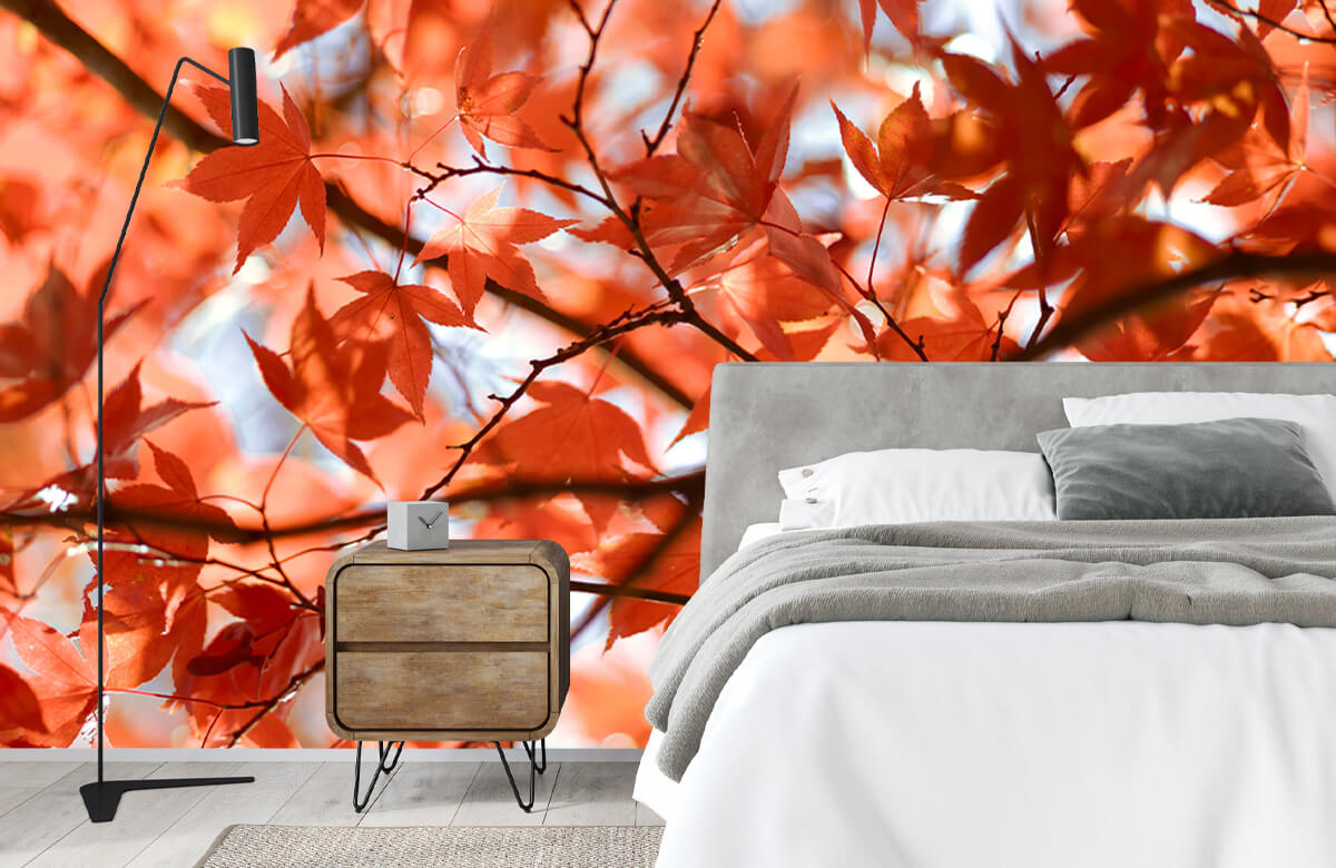 wallpaper Kleurrijke herfstbladeren 3