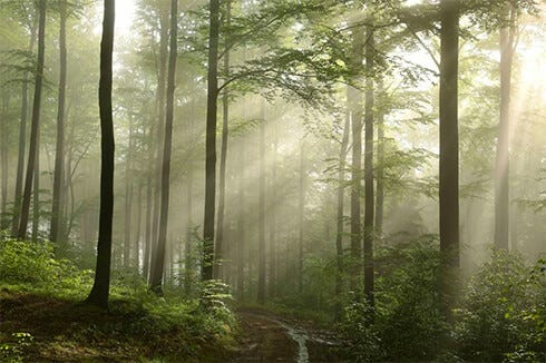 Collage afbeelding 1