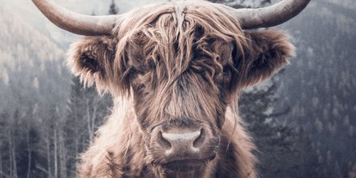 Fotobehang met dieren fotobehang dieren